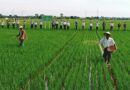 ဓာတ္ေျမဩဇာမ်ား ေစ်းႏႈန္းသက္သာစြာ ဝယ္ယူႏိုင္ေရး သမဝါယမစနစ္ျဖင့္ ေရာင္းခ်ေပးေန ဓာတ္ေျမဩဇာမ်ား ေစ်းႏႈန္းသက္သာစြာ ဝယ္ယူႏိုင္ေရး သမဝါယမစနစ္ျဖင့္ ေရာင္းခ်ေပးေန