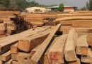 ျမန္မာ့သစ္လုပ္ငန္း (MTE) က ေဒသအႏွံ႔မွ ထြက္ရွိသည့္ ကြၽန္းႏွင့္ သစ္မာ တန္ခ်ိန္ ၄,၁၀၀ ေက်ာ္ကို ရန္ကုန္တြင္ အိတ္ဖြင့္တင္ဒါစနစ္ျဖင့္ ေရာင္းခ်မည္ ျမန္မာ့သစ္လုပ္ငန္း (MTE) က ေဒသအႏွံ႔မွ ထြက္ရွိသည့္ ကြၽန္းႏွင့္ သစ္မာ တန္ခ်ိန္ ၄,၁၀၀ ေက်ာ္ကို ရန္ကုန္တြင္ အိတ္ဖြင့္တင္ဒါစနစ္ျဖင့္ ေရာင္းခ်မည္