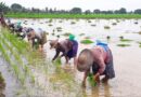 သီးထပ္စိုက္ပ်ိဳးသည့္ေတာင္သူမ်ားအား ေခ်းေငြ ထပ္မံထုတ္ေခ်းမည္ သီးထပ္စိုက္ပ်ိဳးသည့္ေတာင္သူမ်ားအား ေခ်းေငြ ထပ္မံထုတ္ေခ်းမည္